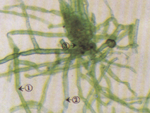 生物切片生產(chǎn)廠家浪花生物切片